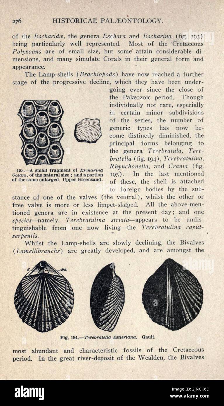 Die alte Lebensgeschichte der Erde (Seite 276) Stockfoto