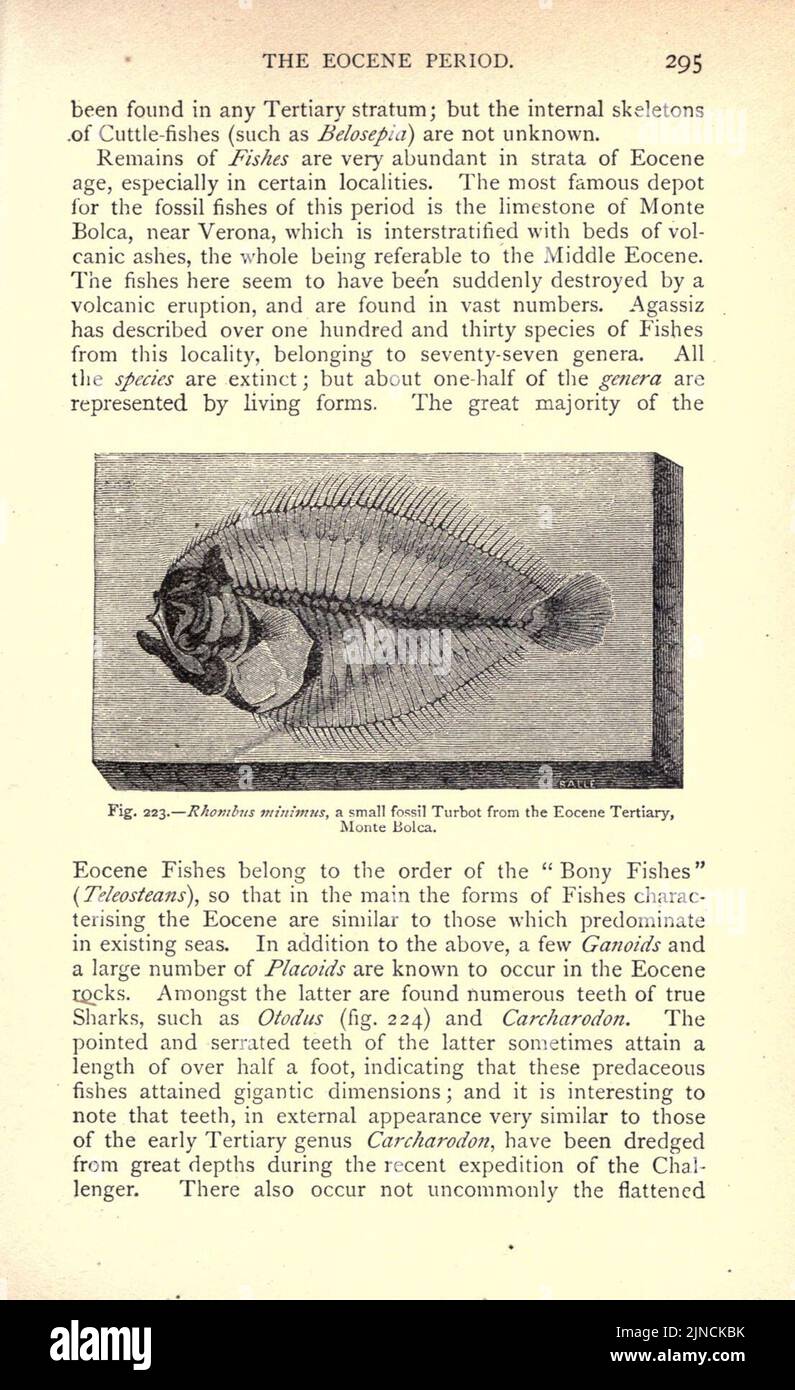 Die alte Lebensgeschichte der Erde (Seite 295) Stockfoto