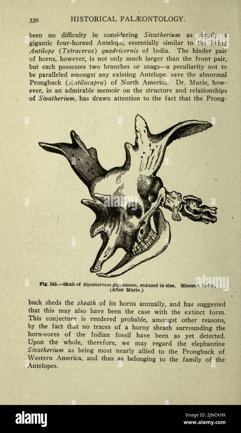 Die alte Lebensgeschichte der Erde (Seite 330) Stockfoto