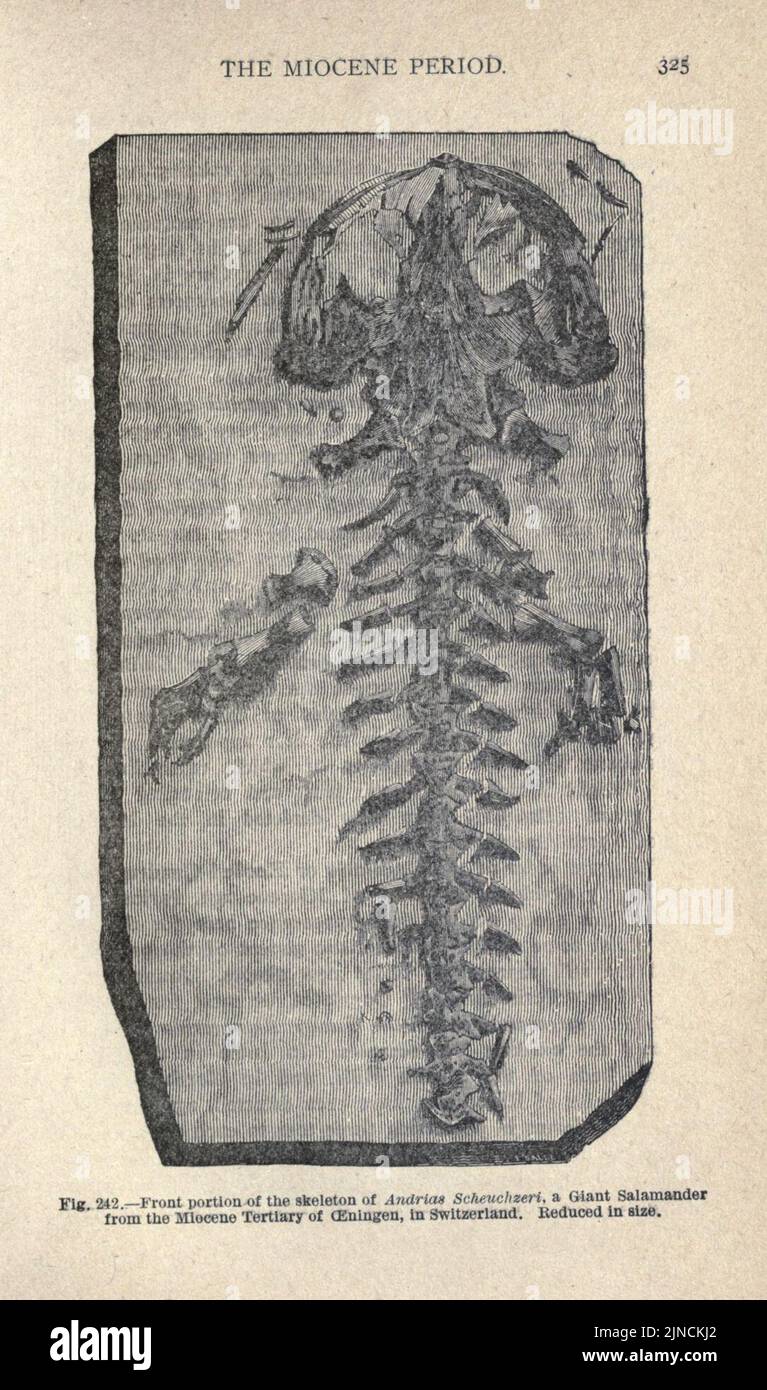 Die alte Lebensgeschichte der Erde (Seite 325) Stockfoto