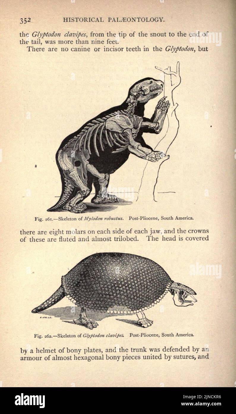 Die alte Lebensgeschichte der Erde (Seite 352) Stockfoto