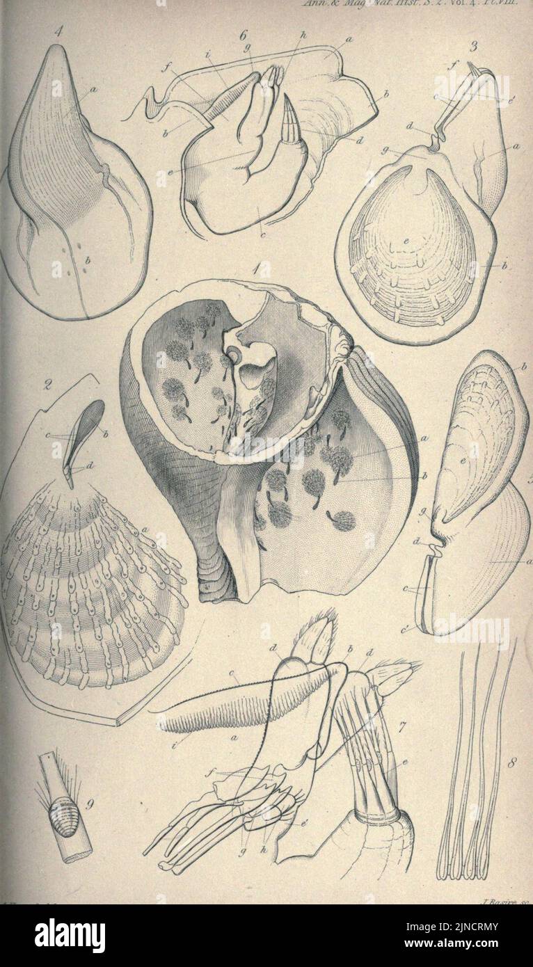 Die Annalen und Zeitschrift für Naturgeschichte; Zoologie, Botanik und Geologie (1849) (18686999) Stockfoto