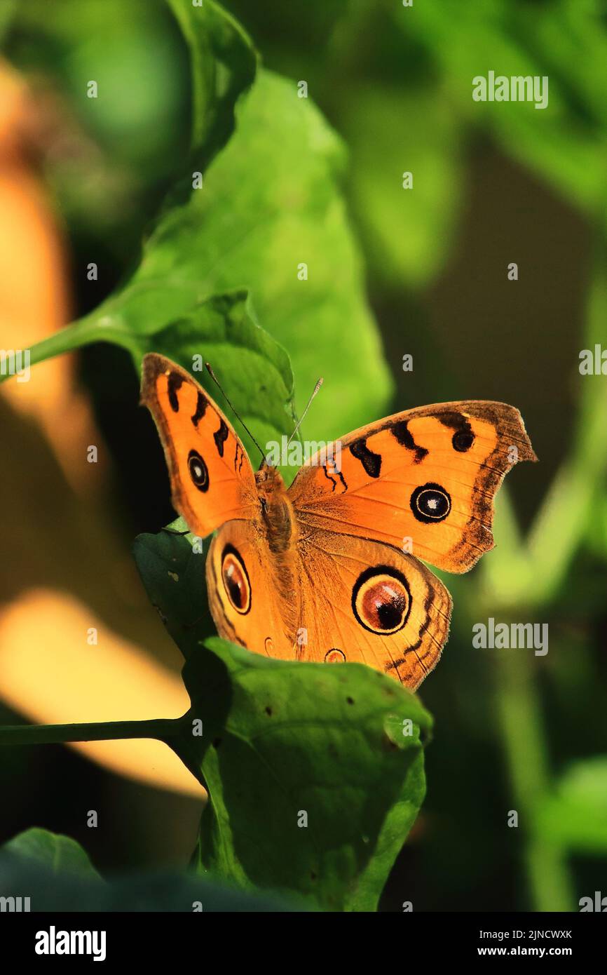 der stiefmütterchen-Schmetterling (Junonia almana) sitzt auf einem tropischen Regenwald mit Blättern in indien Stockfoto