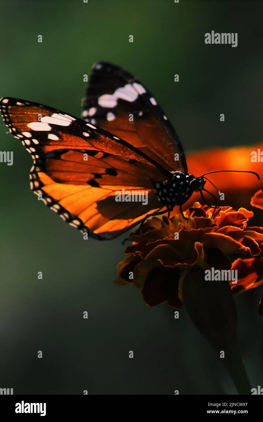 Schlichter Tiger-Schmetterling (danaus chrysippus) bestäubt Blume im Garten, Frühling in indien Stockfoto