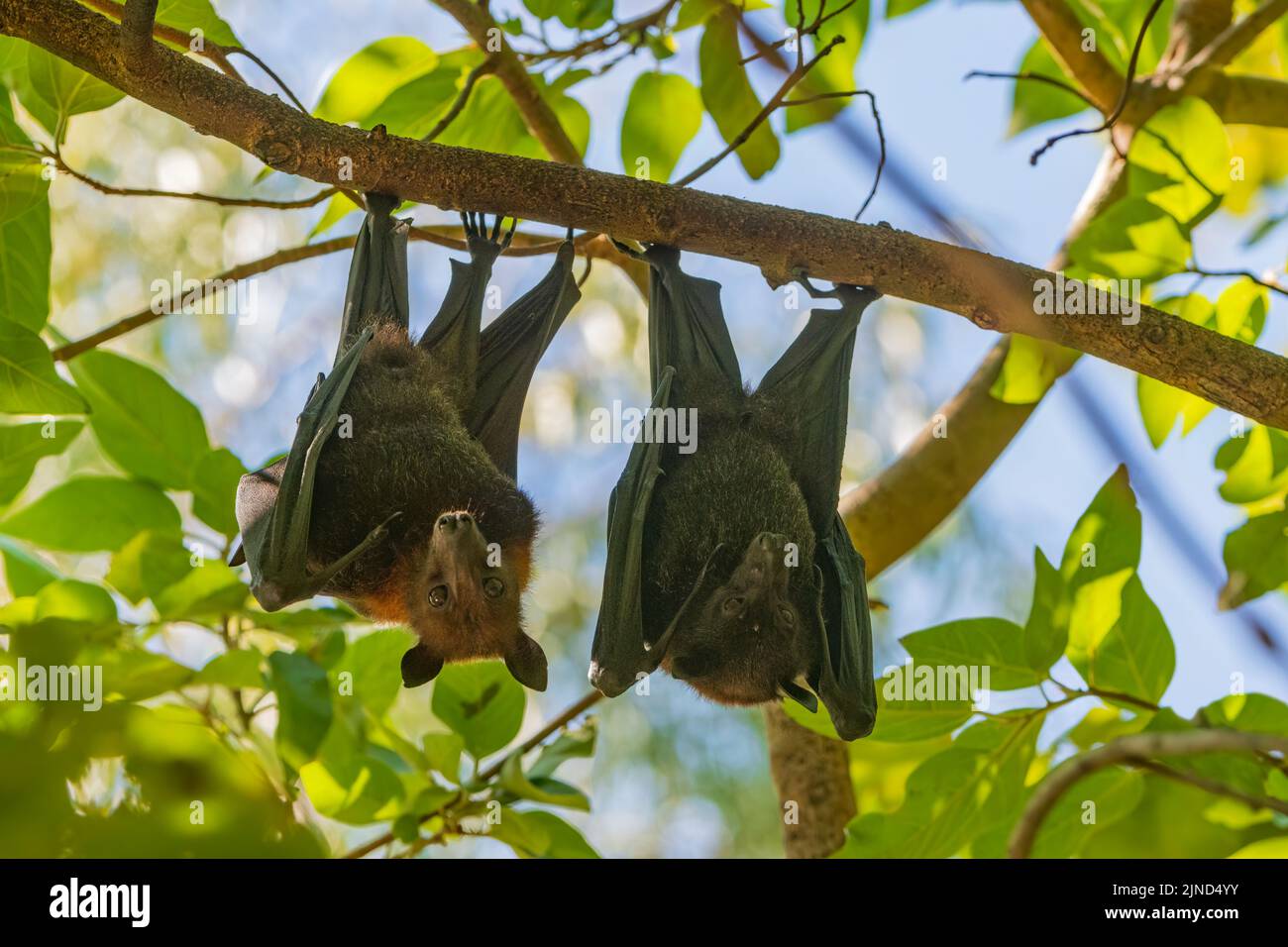 Timber Creek, Northern Territory, NT, Australien Stockfoto