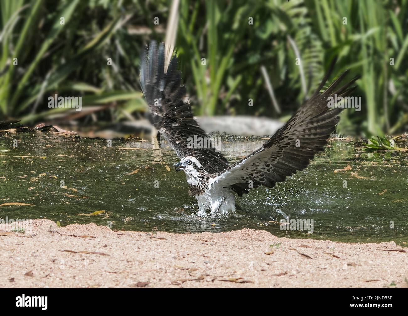 Eastern Osprey (Pandion cristatus) Tauchen für Fische, Wildlife Territory Park, Darwin, Northern Territory, NT, Australien. Kontrollierte Bedingungen. Stockfoto