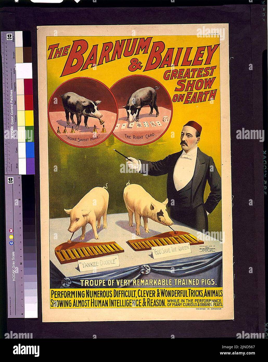 Die Barnum & Bailey größte Show auf der Erde-Troupe von sehr bemerkenswert ausgebildeten Schweinen Stockfoto