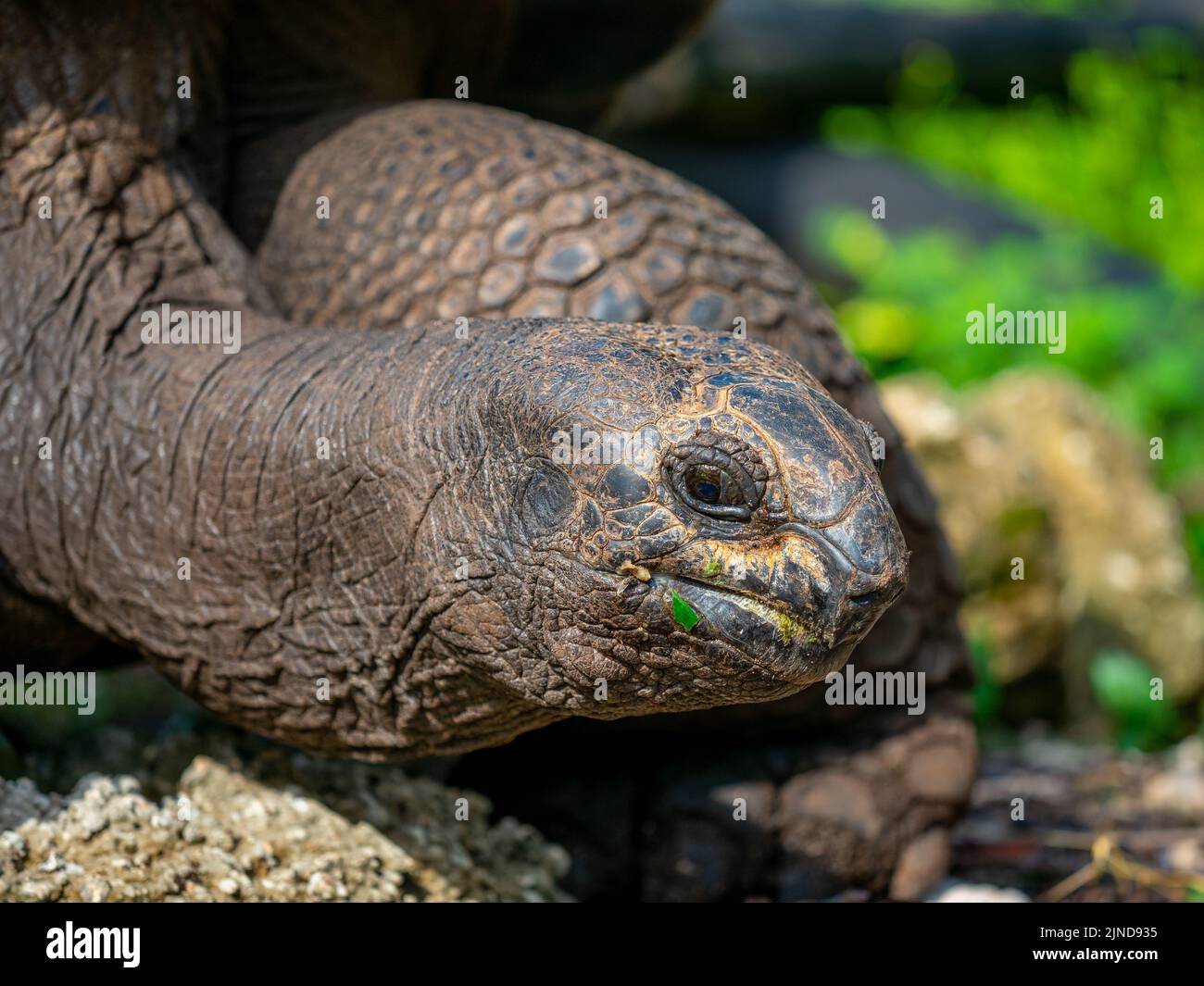 Eine wunderschöne Riesenschildkröte auf der 'Turtle Island' Sansibar, Tansania. Stockfoto