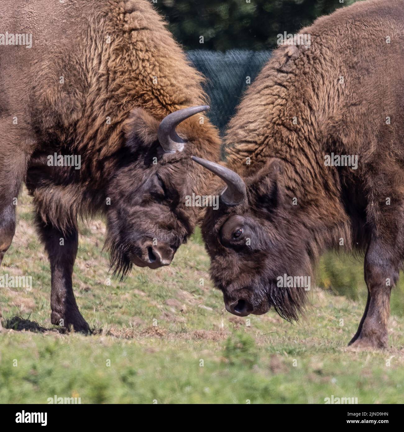 Zwei Bison-Hörner, die Kopf an Kopf arretieren Stockfoto