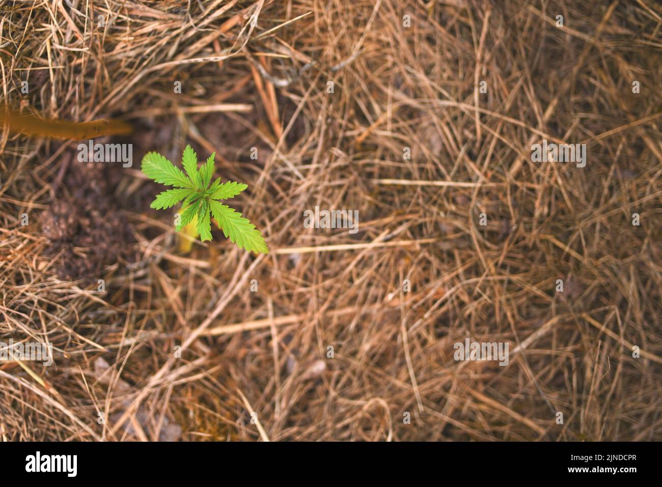 Draufsicht auf einen Marihuana-Keimling, der in Boden gepflanzt wurde, der mit trockenem Gras bedeckt ist. Stockfoto