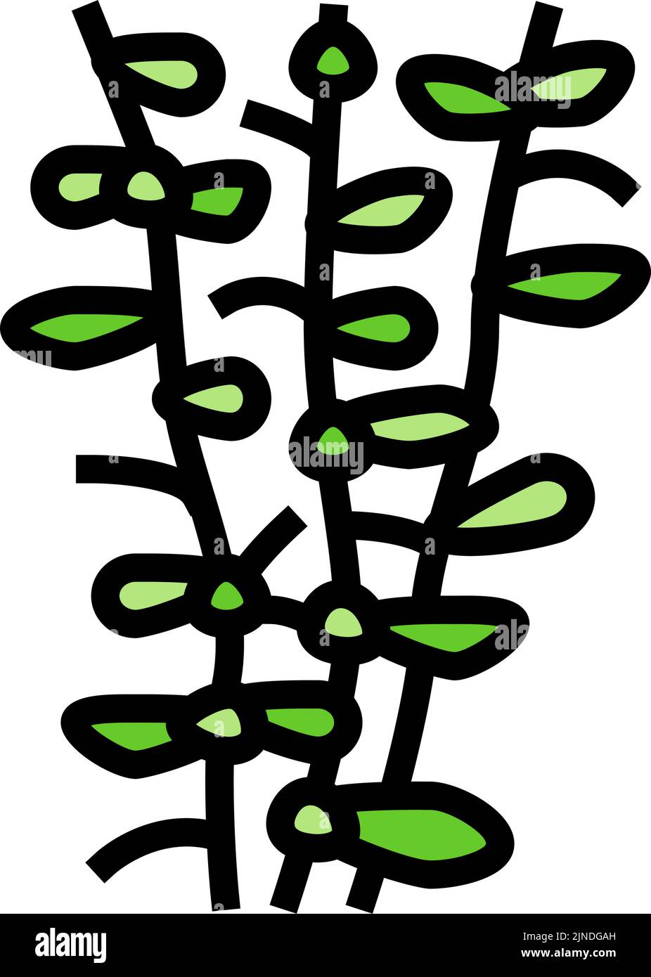 Moneywort Seegras Farbe Symbol Vektor Illustration Stock Vektor