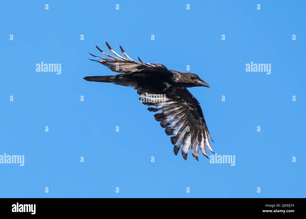 Aaskrähe (Corvus Corone), die mit Flügeln gegen den blauen Himmel geflogen ist, Großbritannien. Stockfoto