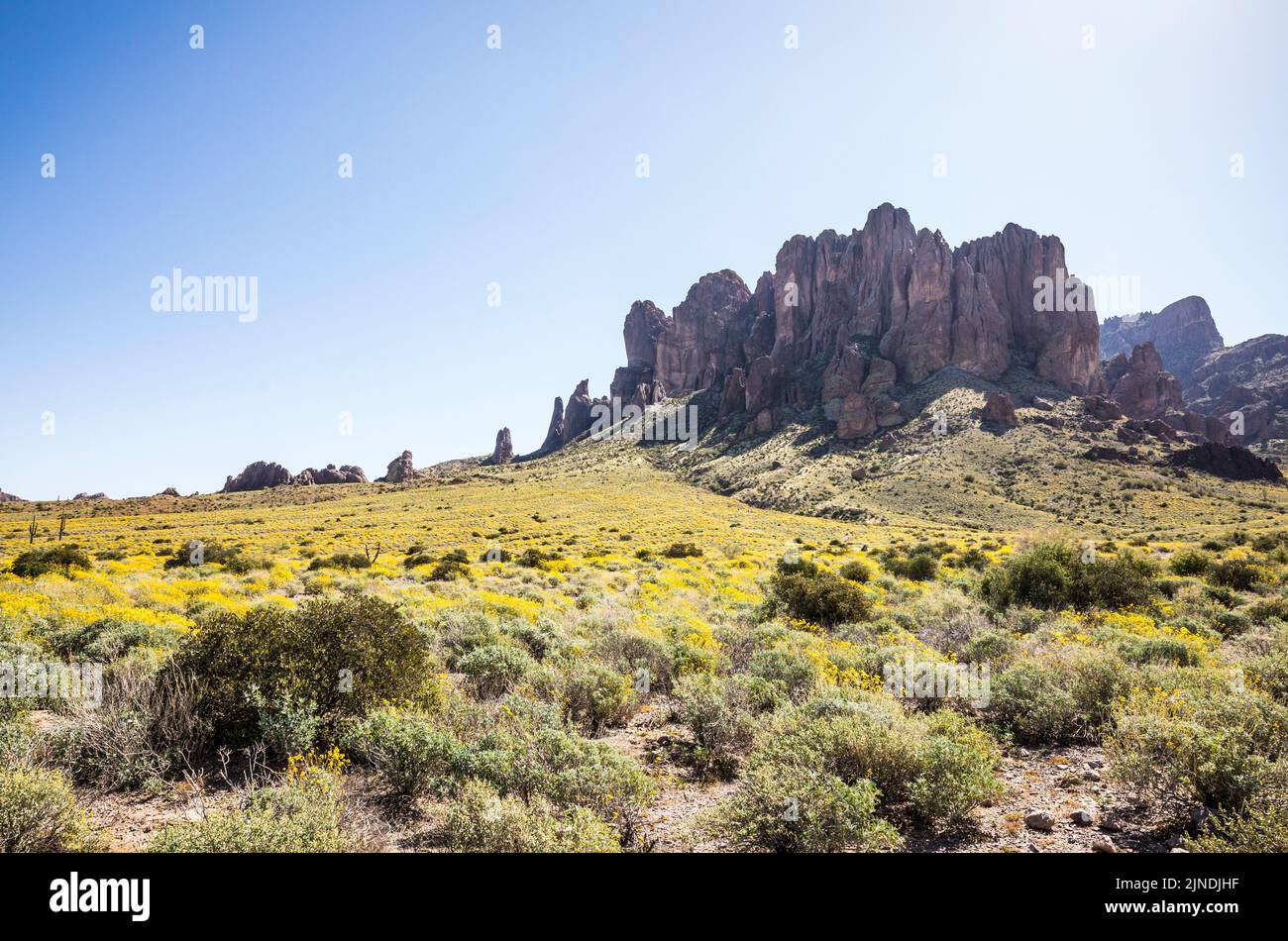 Steile Felsformationen und gelbe Frühlingsblumen unten im Lost Dutchman State Park, Arizona, USA. Stockfoto