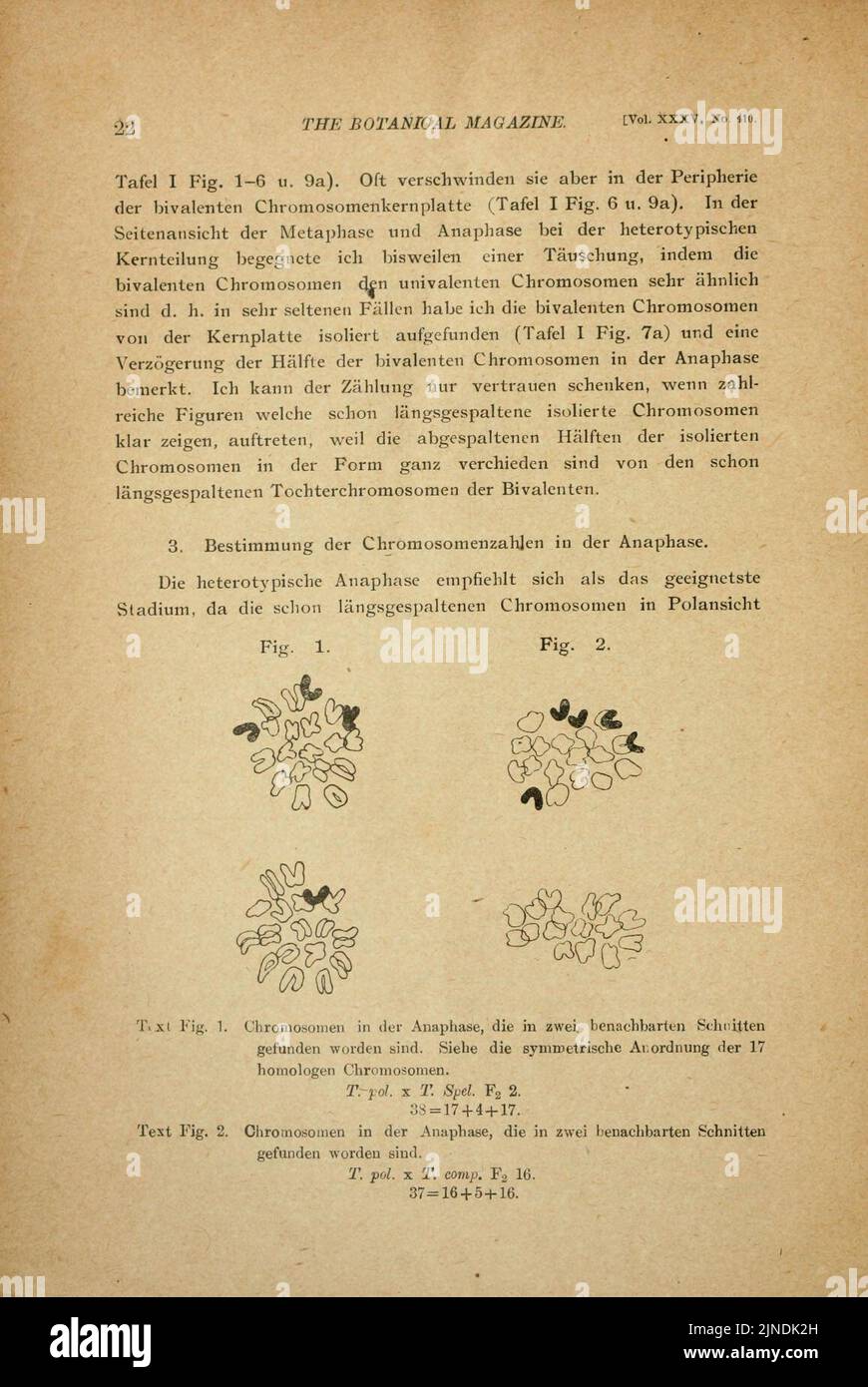 Die Botanische Zeitschrift = (Seite 22) Stockfoto