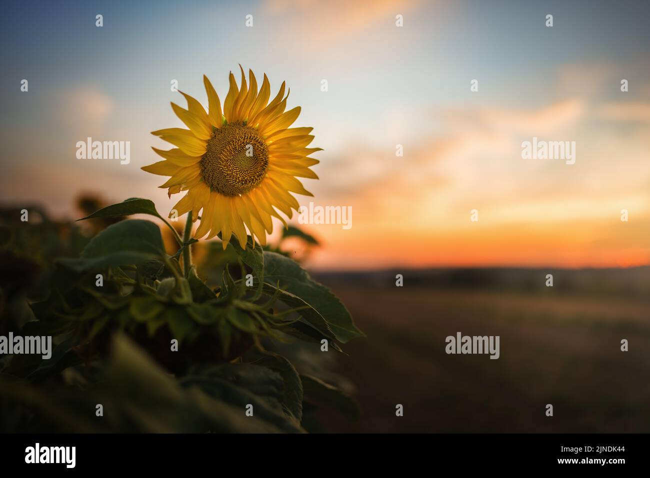 Selektiv fokussierte Sonnenblume in einem Feld in der Dämmerung. Stockfoto