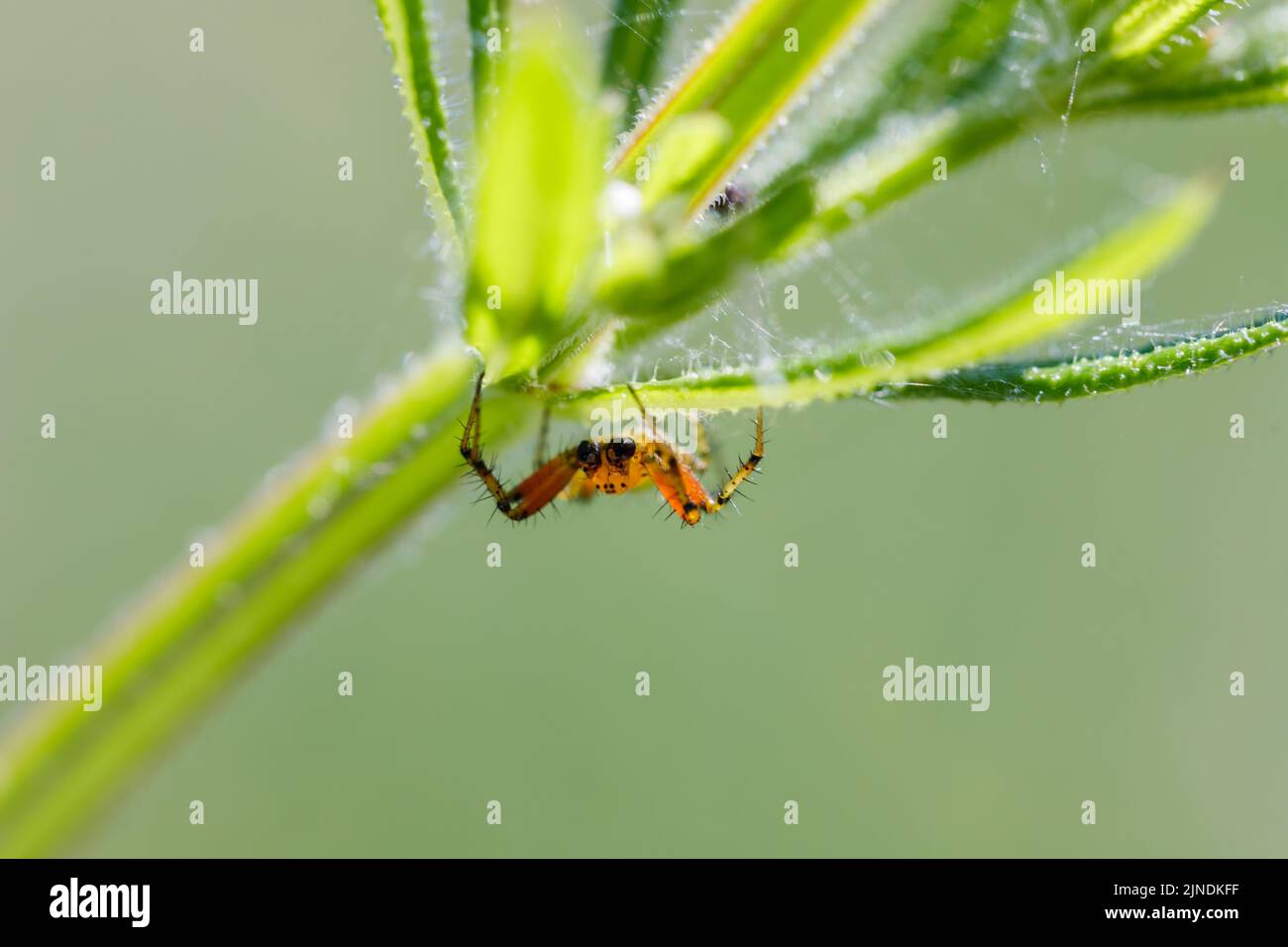 Eine Nahaufnahme einer kleinen Spinne, die unter dem Blatt einer grünen