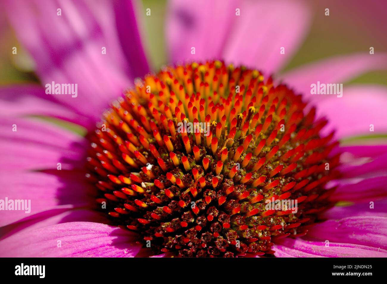 Makro eines rosa Echinacea im Sommer Stockfoto