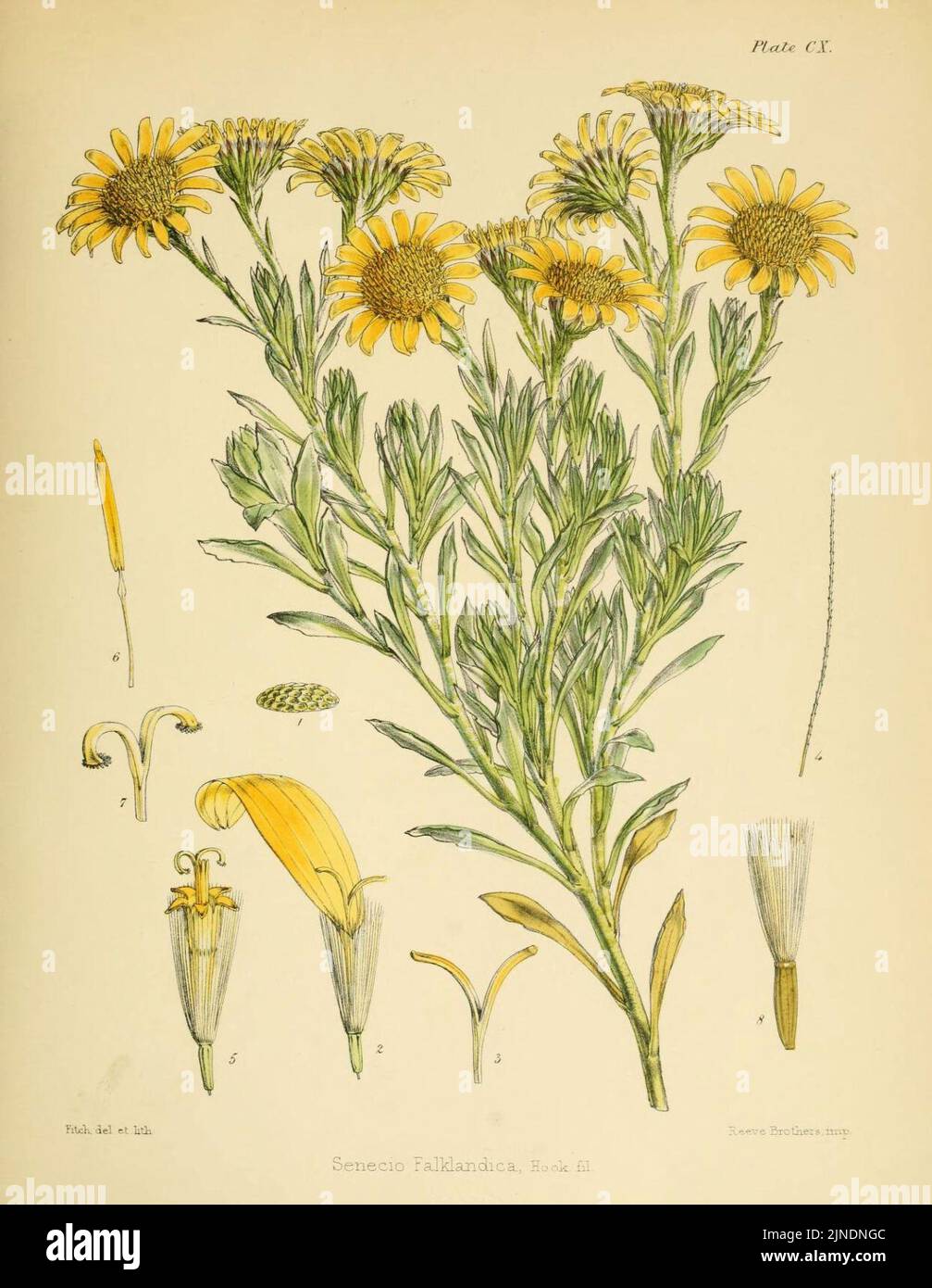 Die Botanik der Antarktisreise der H.M.-Entdeckungsschiffe Erebus und Terror in den Jahren 1839-1843 (6302966652) Stockfoto