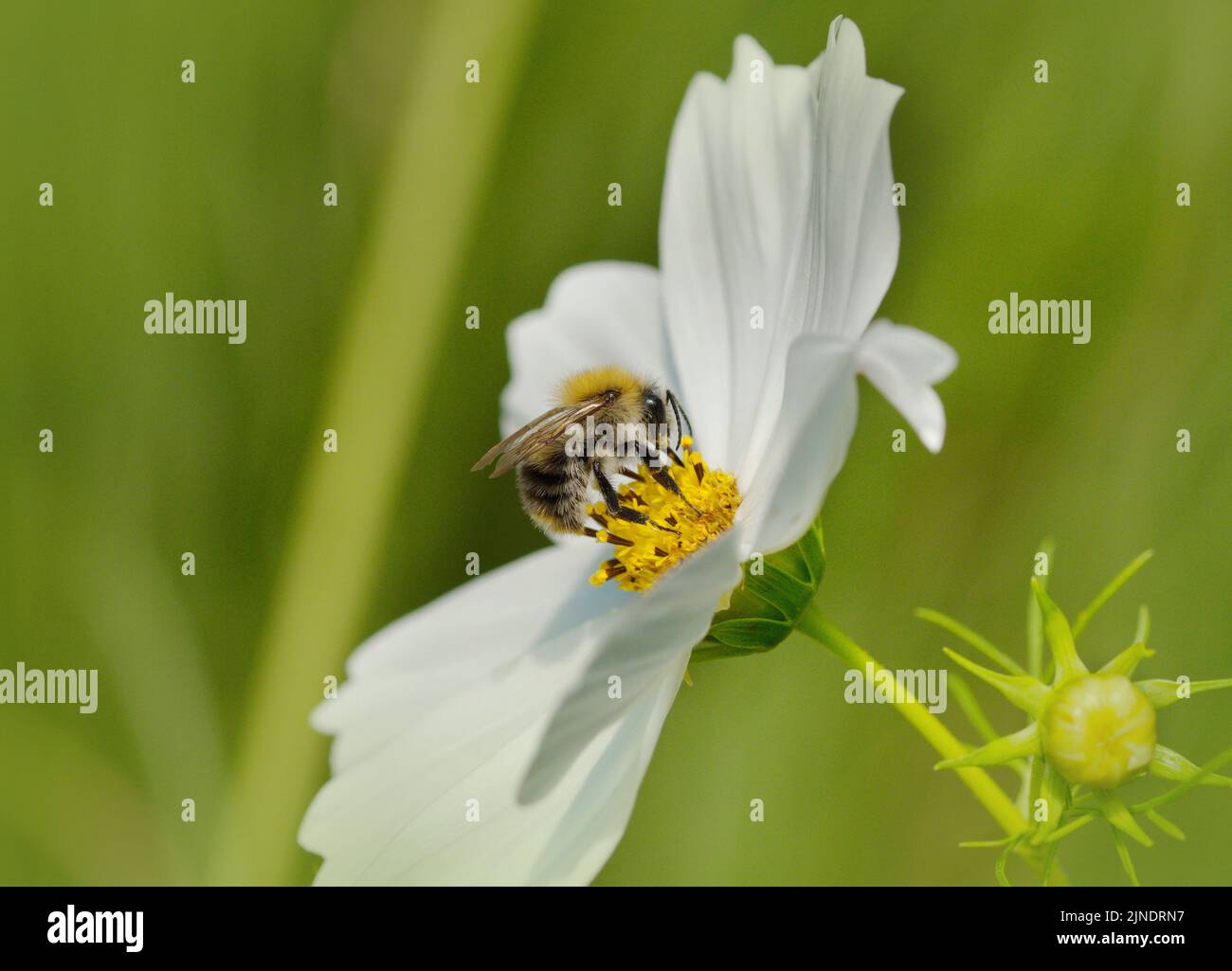 Makro einer Biene auf einer Blume im Sommer Stockfoto