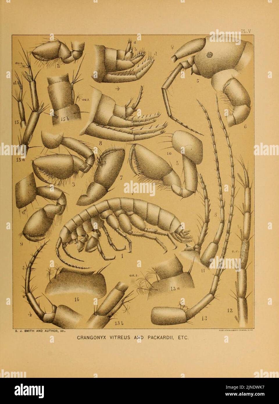 Die Höhle der Fauna von Nordamerika (PL. V) (6124284889) Stockfoto