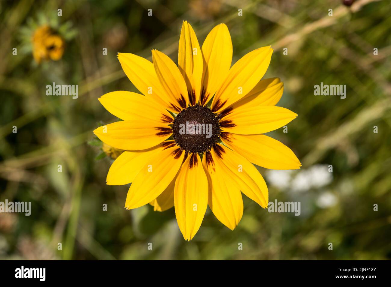 Nahaufnahme von Black Eyed Susan - Rudbeckia Hirta in einer Wildblumenwiese. AKA Golden Jerusalem, Brown Betty, English Bull’s Eye und Yellow Ox-Eye Daisy. Stockfoto