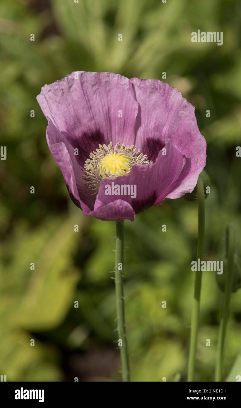Nahaufnahme Purple Poppy - Papaver somniferum aka Opium Poppy / Breadseed Poppy - wurden von Animal Aid übernommen, um an in Kriegen getötete Tiere zu erinnern. Stockfoto