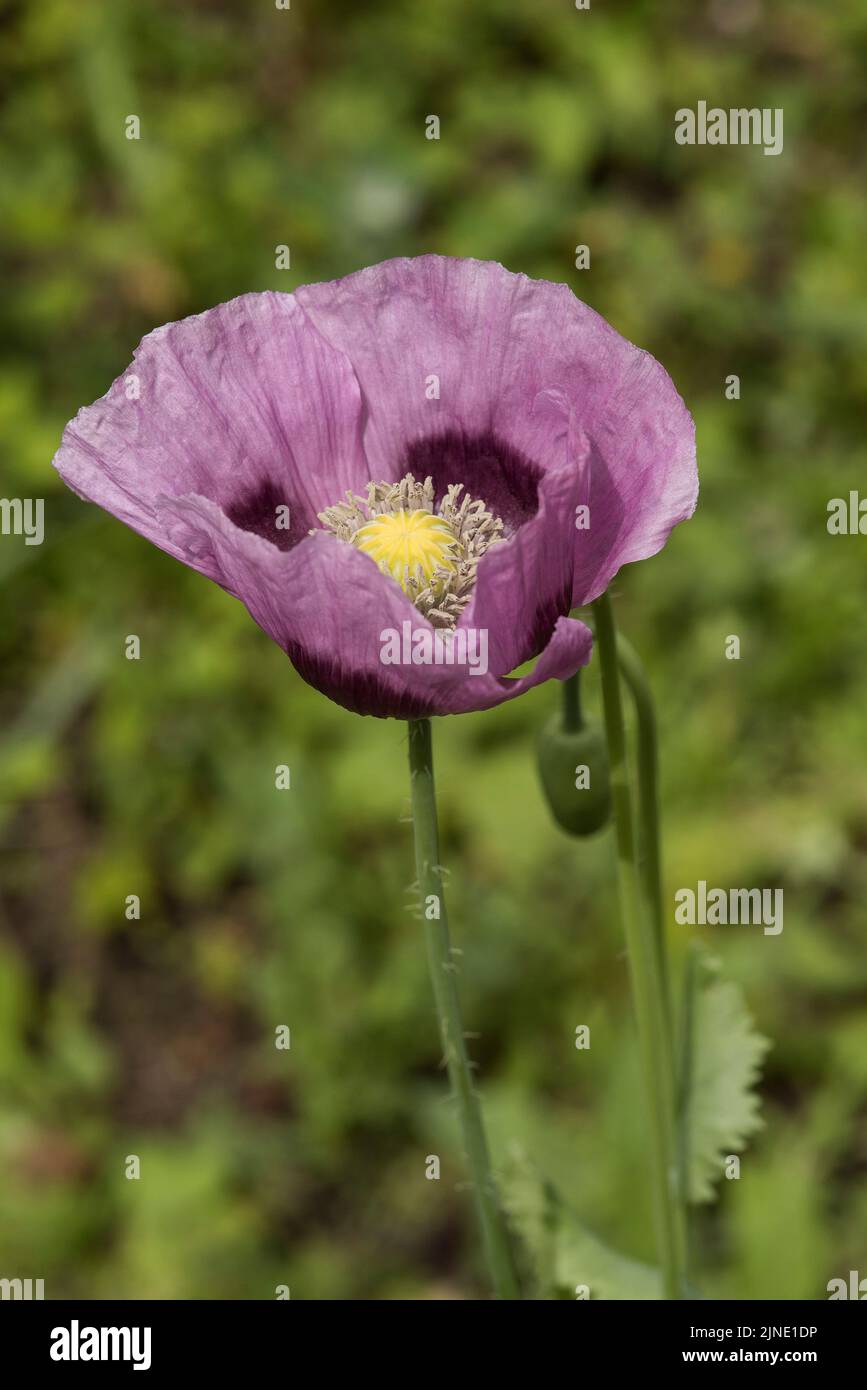 Nahaufnahme Purple Poppy - Papaver somniferum aka Opium Poppy / Breadseed Poppy - wurden von Animal Aid übernommen, um an in Kriegen getötete Tiere zu erinnern. Stockfoto