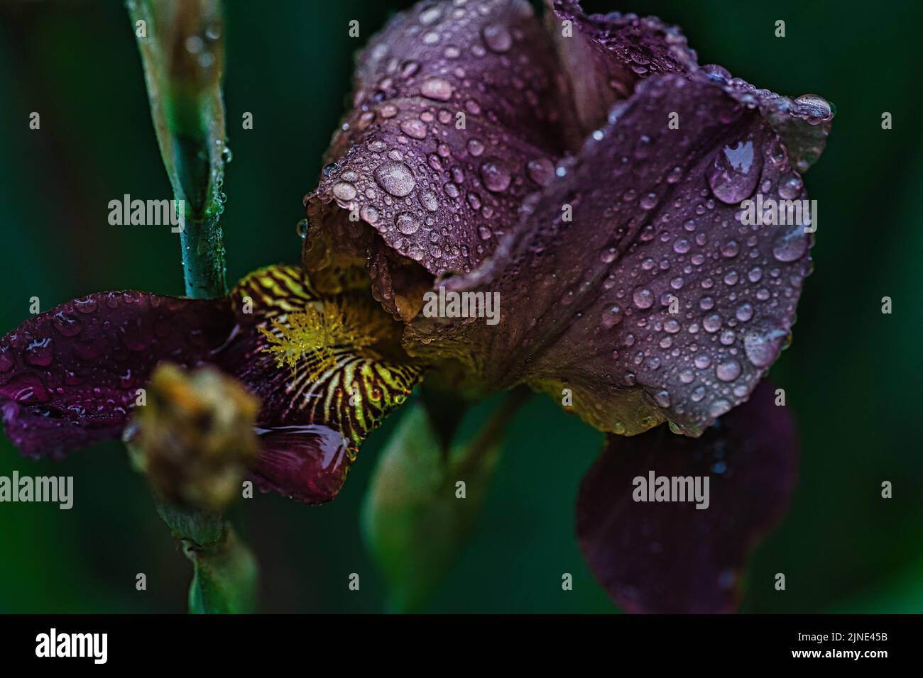 Ein atemberaubender Blick auf die nassen lila Blütenblätter der Bärtigen Iris auf schwarzem Hintergrund Stockfoto