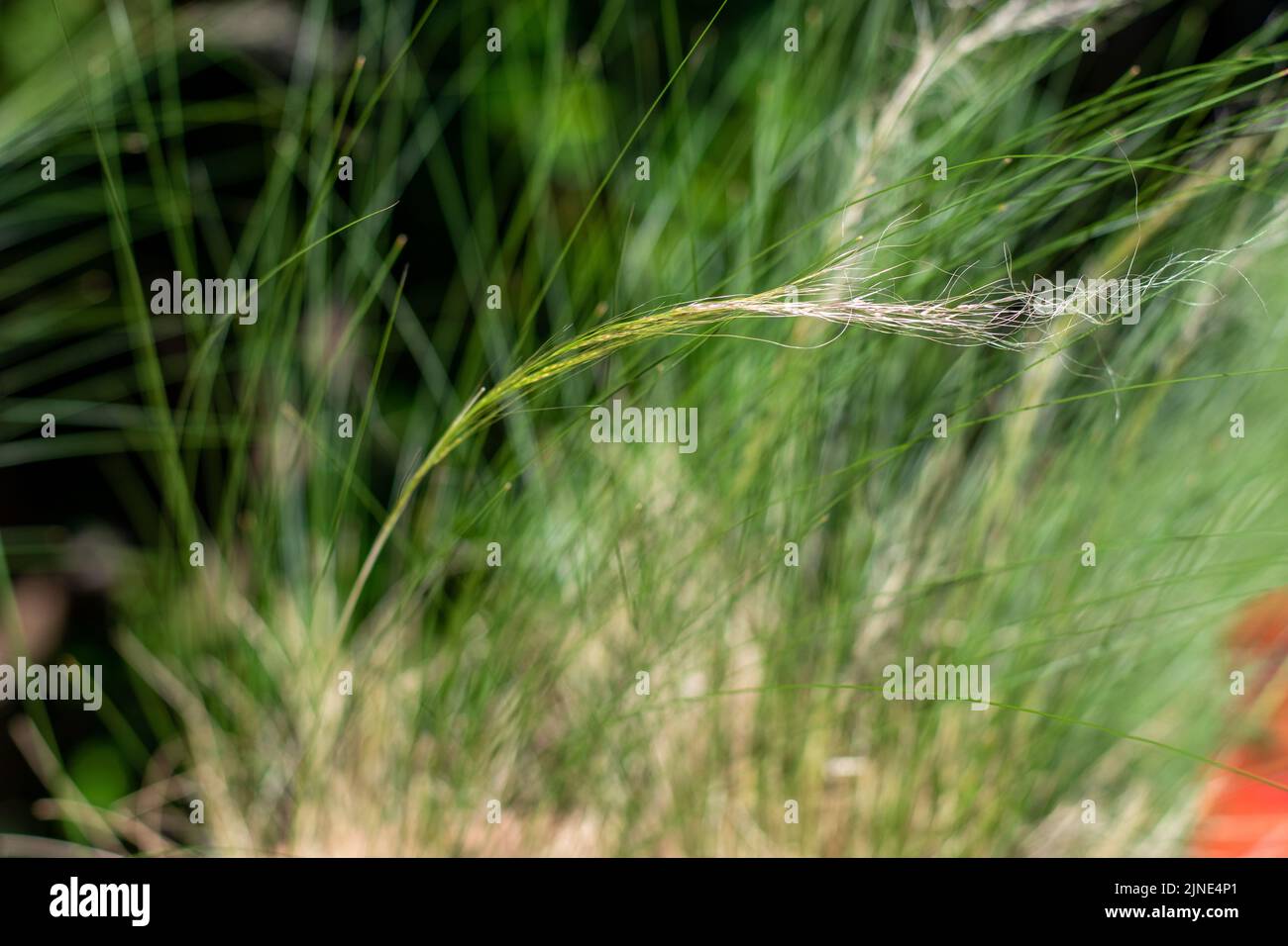 Sommerrasen und polenpollen von Sommergräsern können eine Ursache für Heuschnupfen-Allergie sein Stockfoto