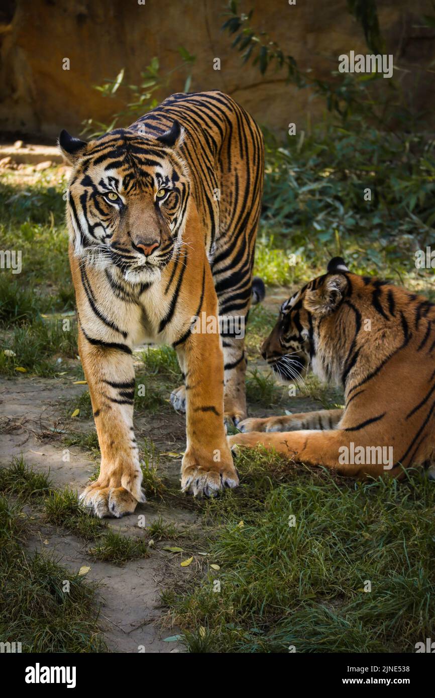 Malaiischer Tiger steht im Zoologischen Garten. Gefährdete Tiere Panthera Tigris Tigris draußen im Zoo. Stockfoto
