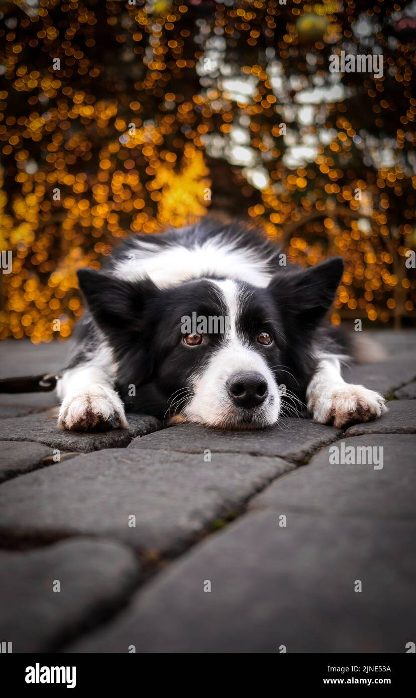 Vertikales Porträt des Border Collie mit Bokeh Weihnachtslichtern. Der schwarze und weiße Hund liegt auf Kopfsteinpflaster in der Stadt. Stockfoto