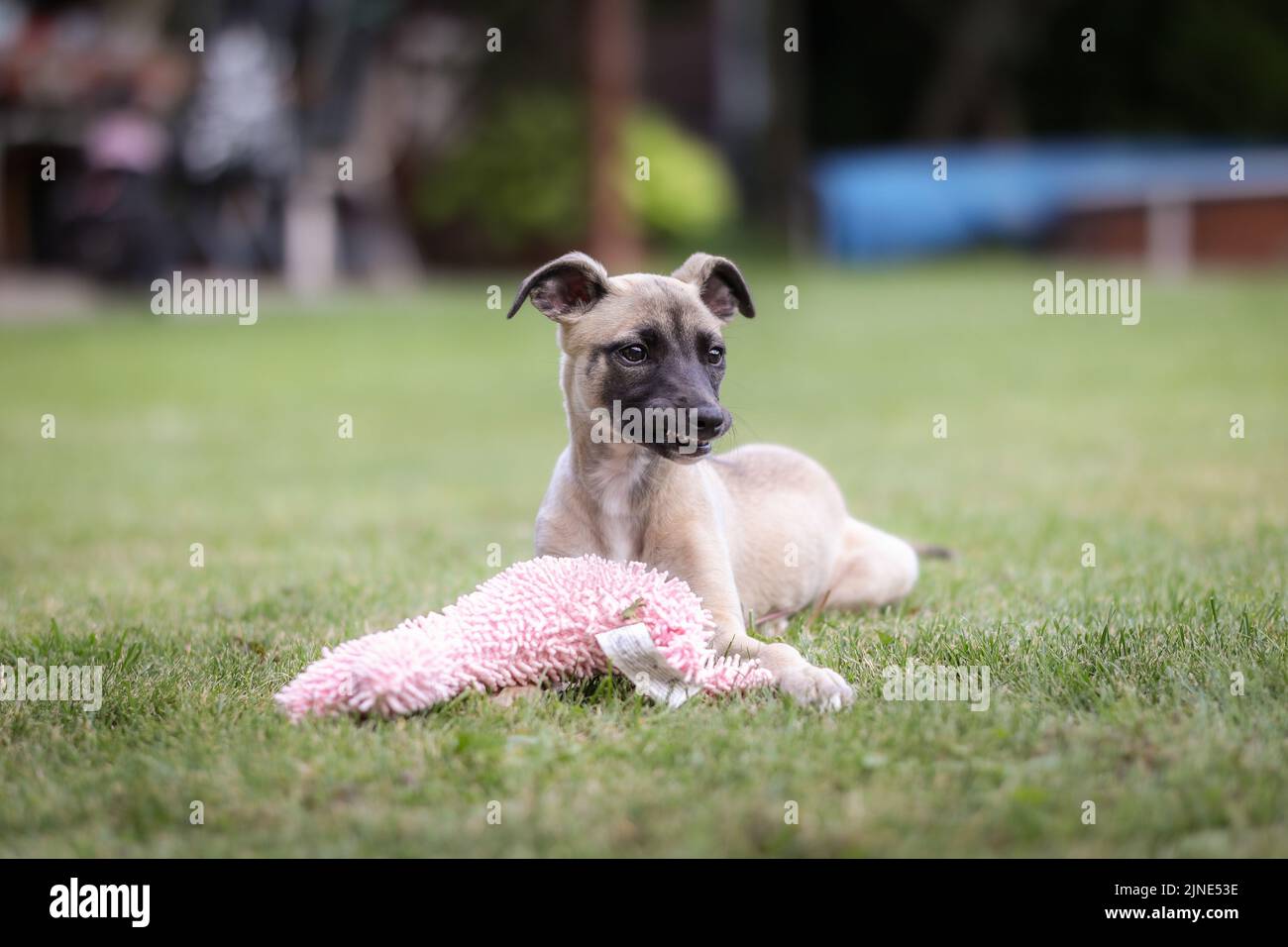 Lustige Whippet Puppy mit seinem Spielzeug draußen. Englische Hunderasse im Garten. Junges Haustier, das auf Gras liegt. Stockfoto
