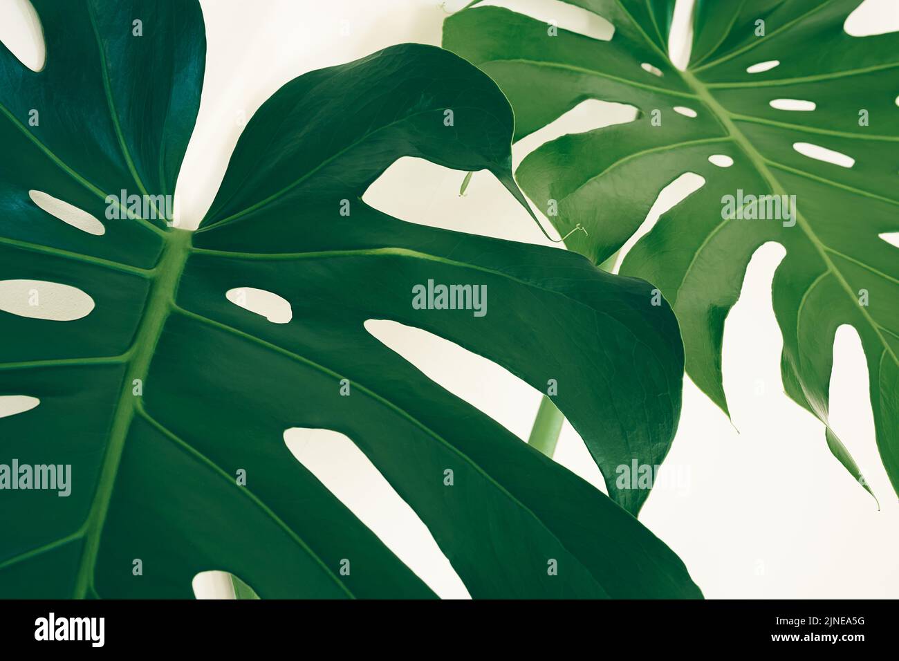 Wunderschöne Blätter von Monstera deliciosa oder Schweizer Käsepflanze aus nächster Nähe als Hintergrund tropischer Blätter Stockfoto
