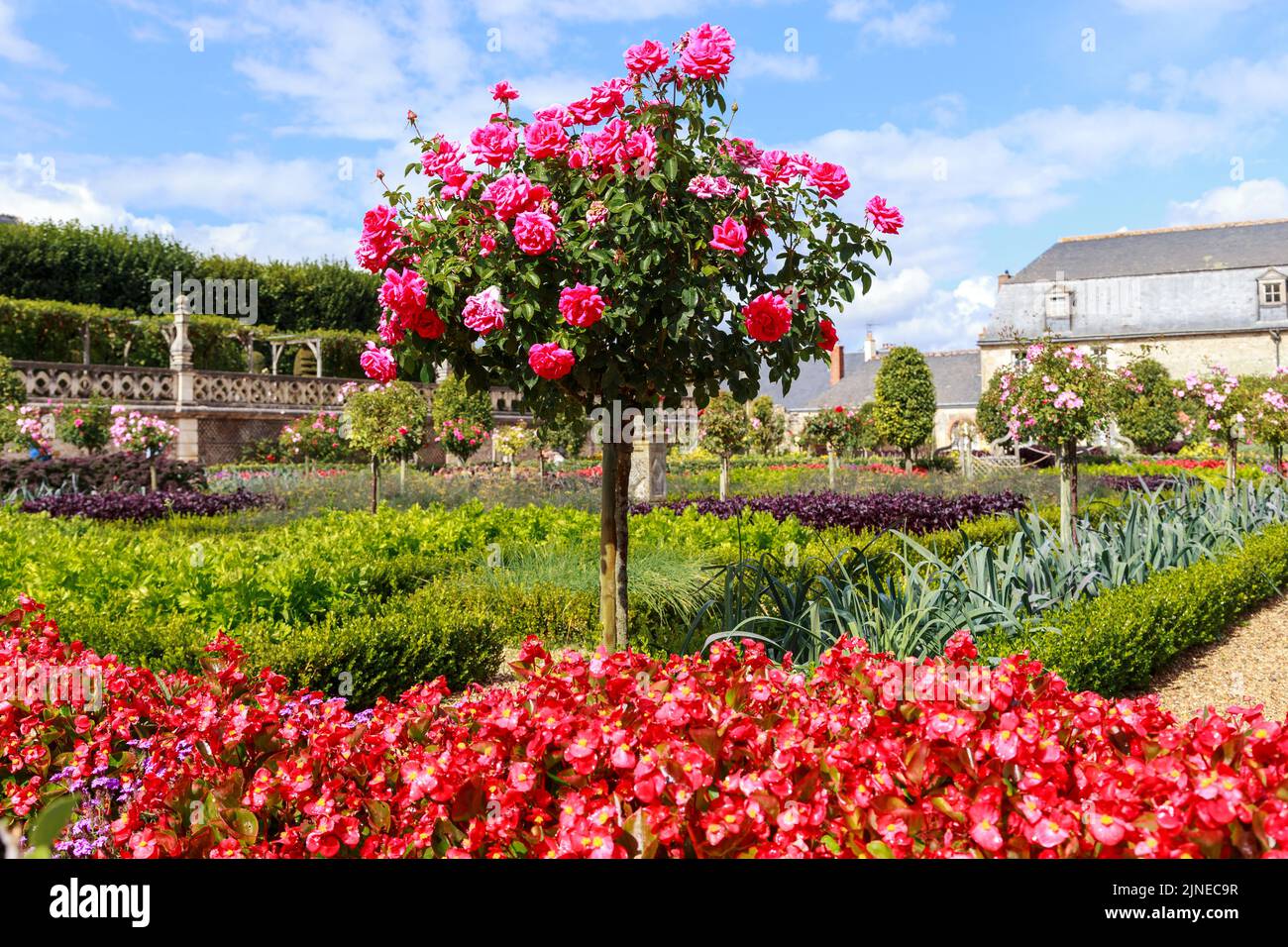 VILLANDRY, FRANKREICH - 7. SEPTEMBER 2019: Dies ist eines der dekorativ gewachsenen, baumförmigen Rosensträucher, die die berühmten Gärten des Schlosses von VI schmücken Stockfoto