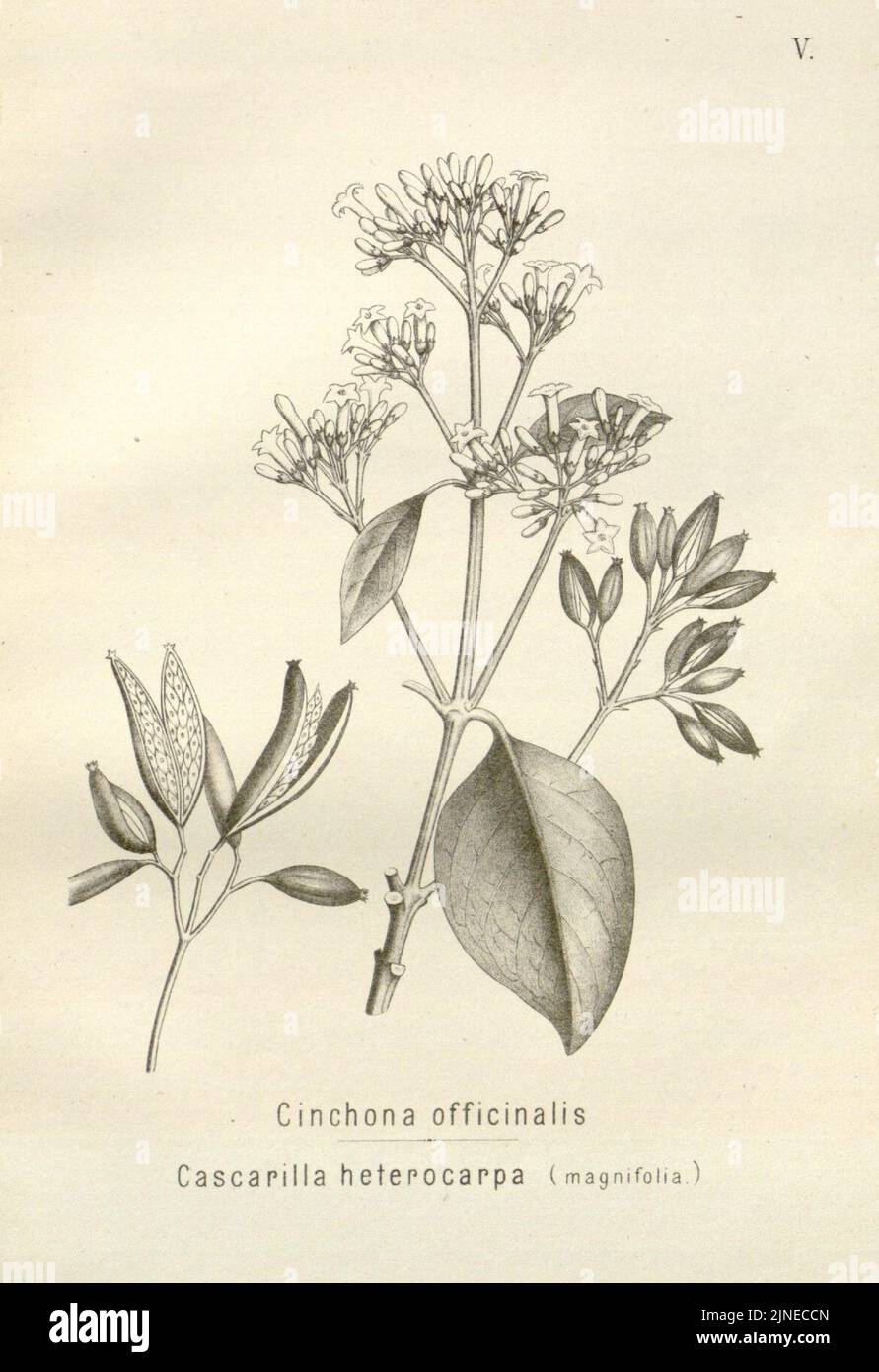 Die Chinarinde Rinden (PL. V) Stockfoto