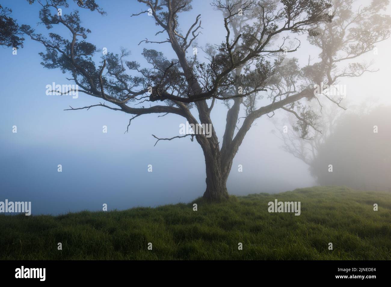 Bäume im Nebel auf dem Gipfel des Mount Eden in Auckland Stockfoto