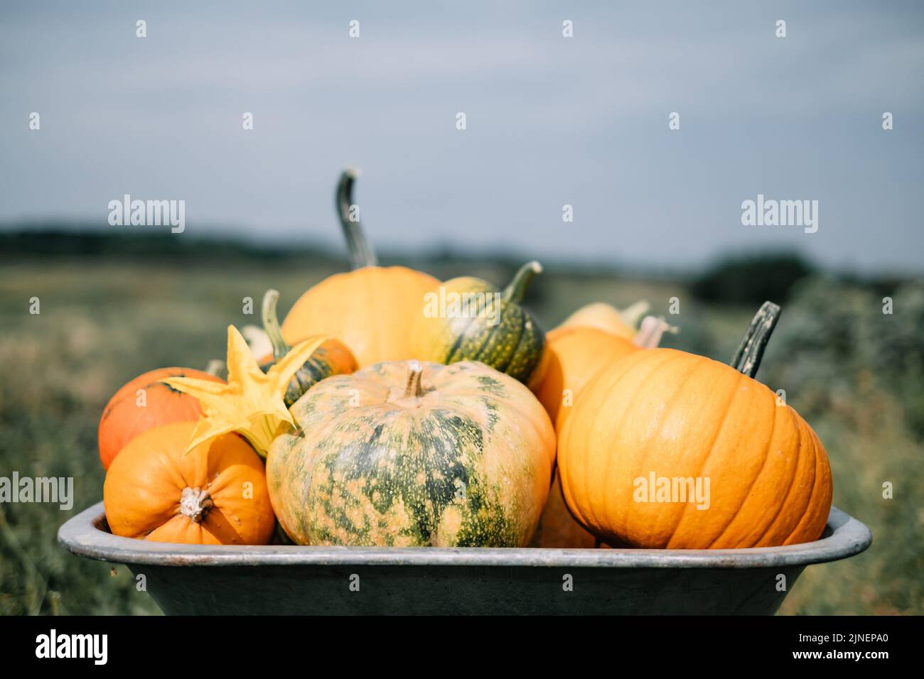 Verschiedene Kürbisse in Schubkarre im Herbstgarten. Herbst- und Erntekonzept. Halloween Hintergrund Stockfoto
