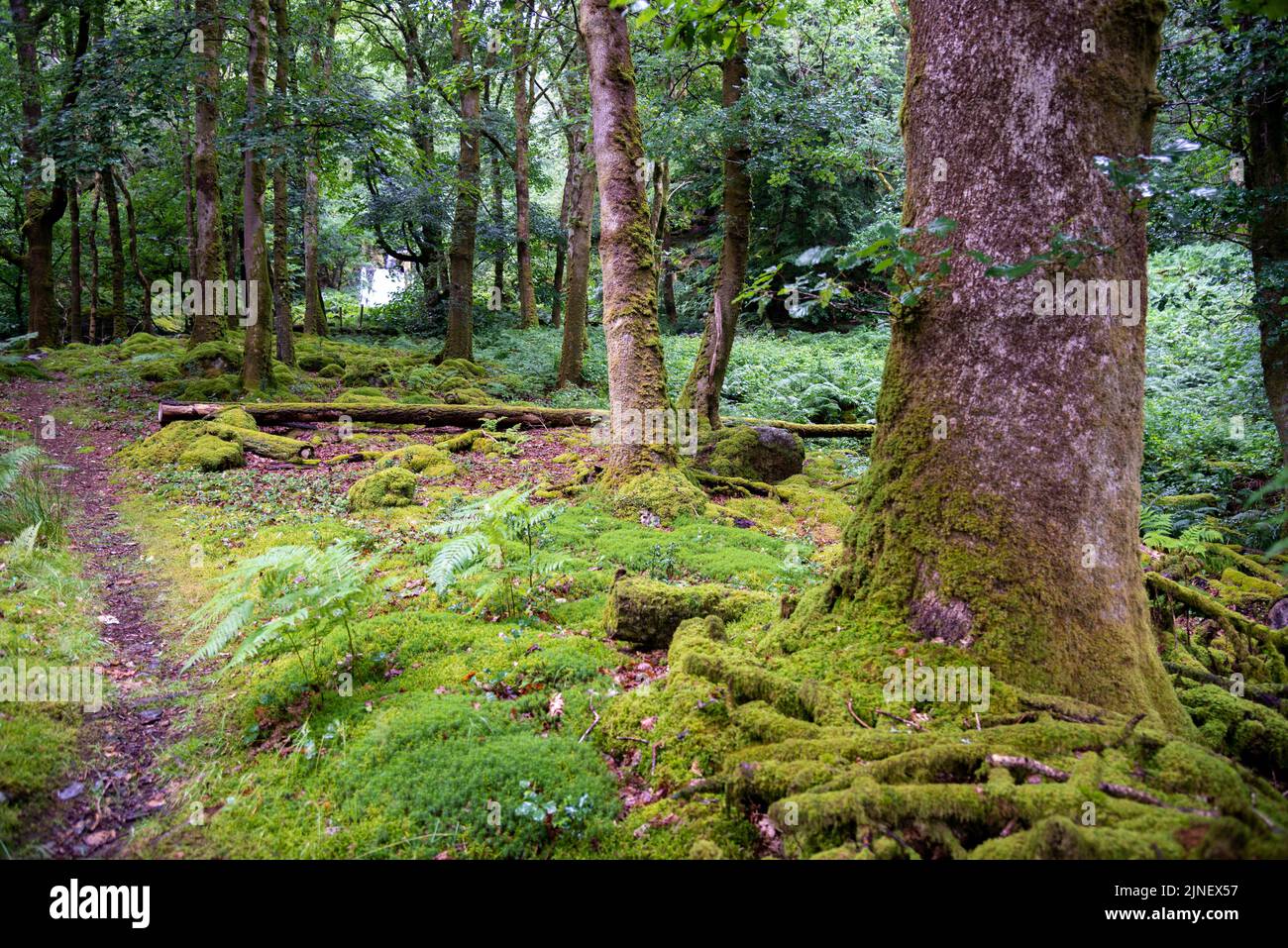 Cader Idris Berg mit See in der Nähe der Stadt Dolgellau, im Nationalpark Snowdonia in Wales, nebliger Morgen 2022. Stockfoto