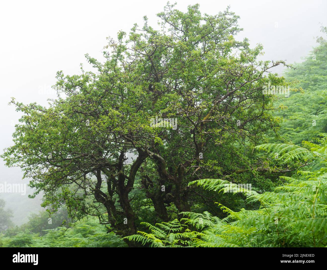 Cader Idris Berg mit See in der Nähe der Stadt Dolgellau, im Nationalpark Snowdonia in Wales, nebliger Morgen 2022. Stockfoto