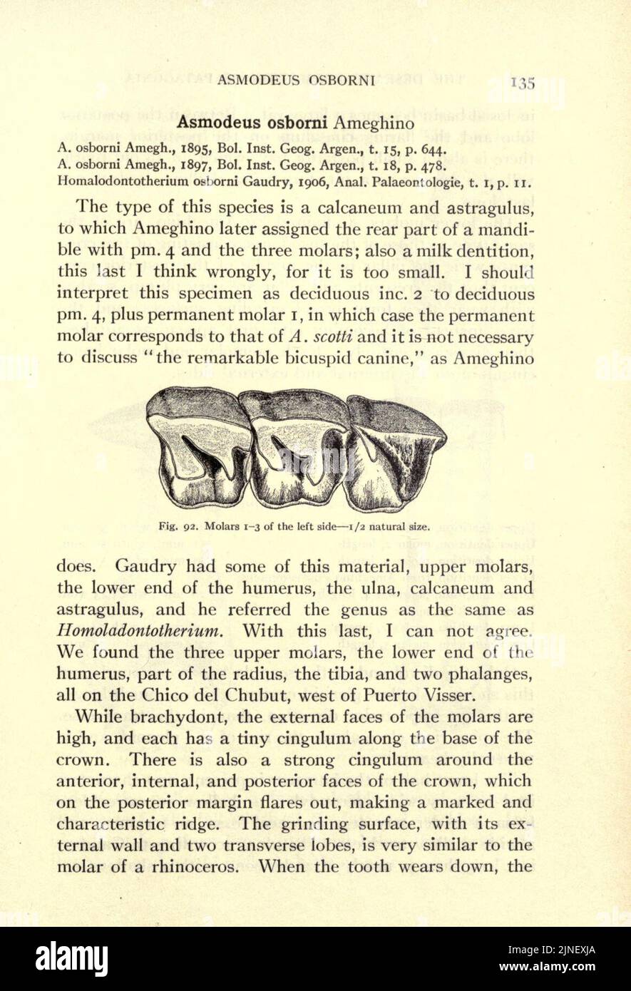 Die Deseado-Formation von Patagonien (Seite 135) Stockfoto