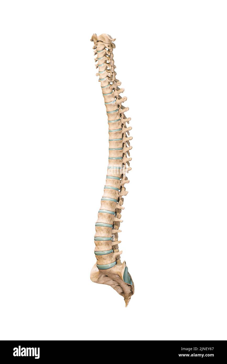 Genaue 3/4-Frontansicht von menschlichen Wirbelsäulenknochen oder Wirbelsäulen, isoliert auf weißem Hintergrund 3D Rendering Illustration. Leer anatomisch Stockfoto