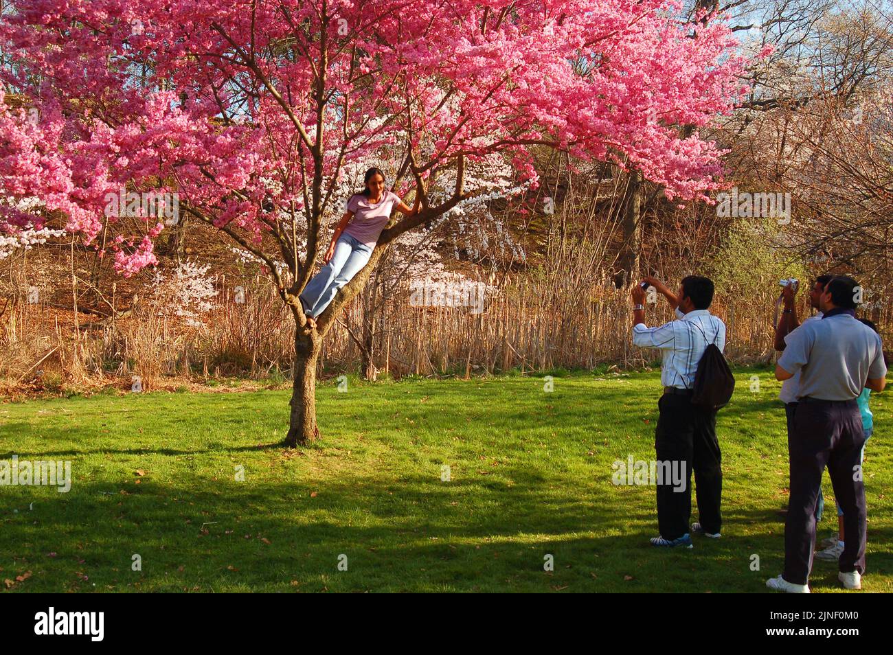 Eine junge Frau sitzt in einem blühenden Kirschblütenbaum für ein Foto im Frühjahr im Branch Brook Park in Belleville und Newark New Jersey Stockfoto