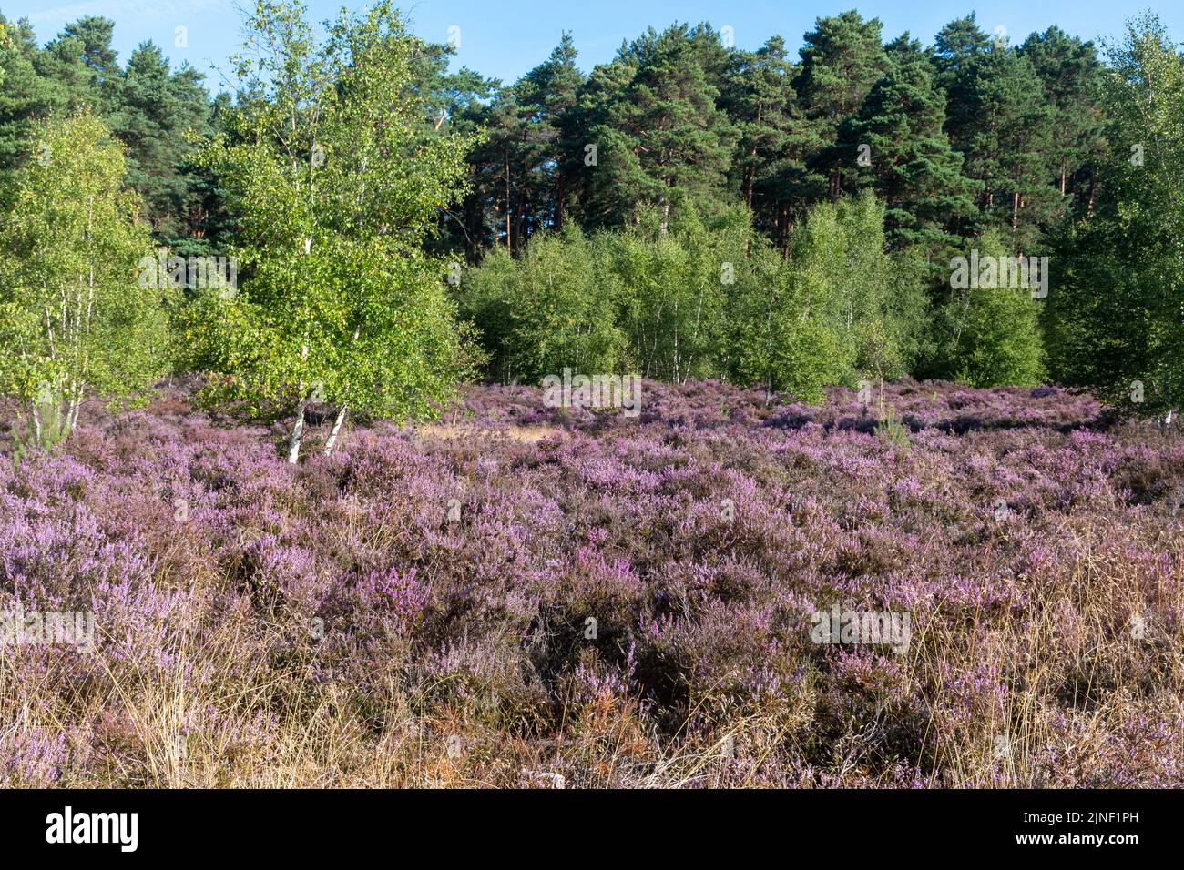 Blick auf die Chatley Heath, eine wunderschöne Tieflandheide mit blühender violetter Heide im August, Surrey, England, Großbritannien Stockfoto