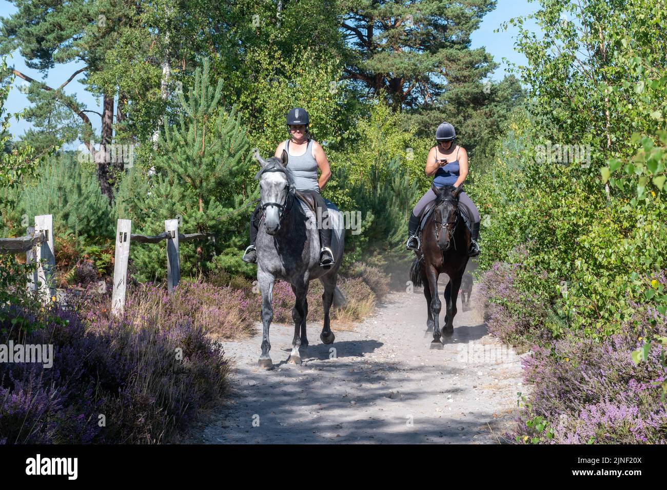 Zwei Reiter reiten an einem sonnigen Sommermorgen auf einem sandigen Pfad auf der Chatley Heath in Surrey, England Stockfoto