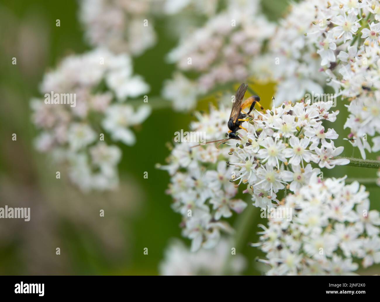 Eine Ichneumon-Wespe (Amblyteles armatorius), die mit Kuhsilie (Anthriscus sylvestris) füttert Stockfoto