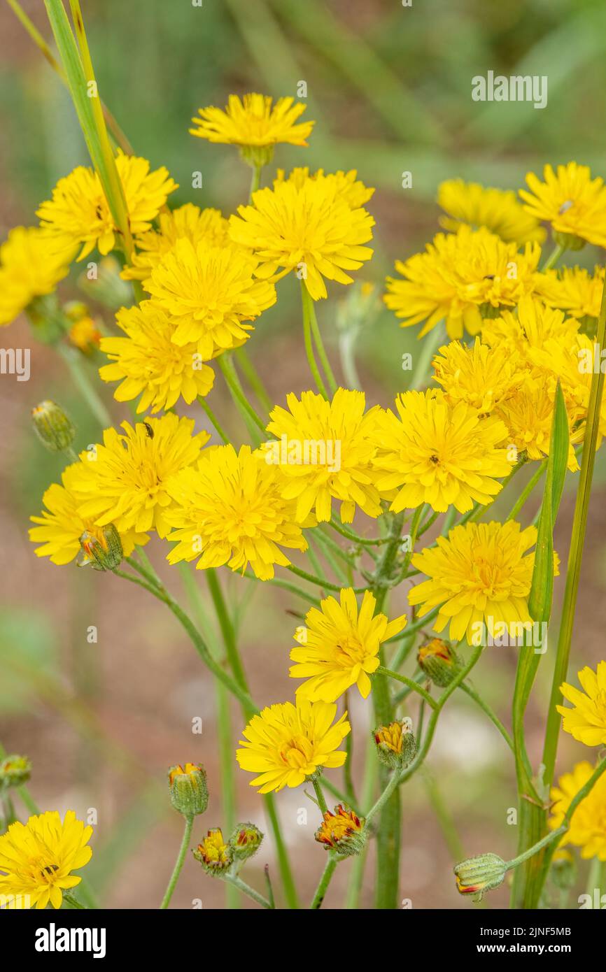 Detailreiche Nahaufnahme eines glatten Weißbarts (Crepis capillaris) Stockfoto