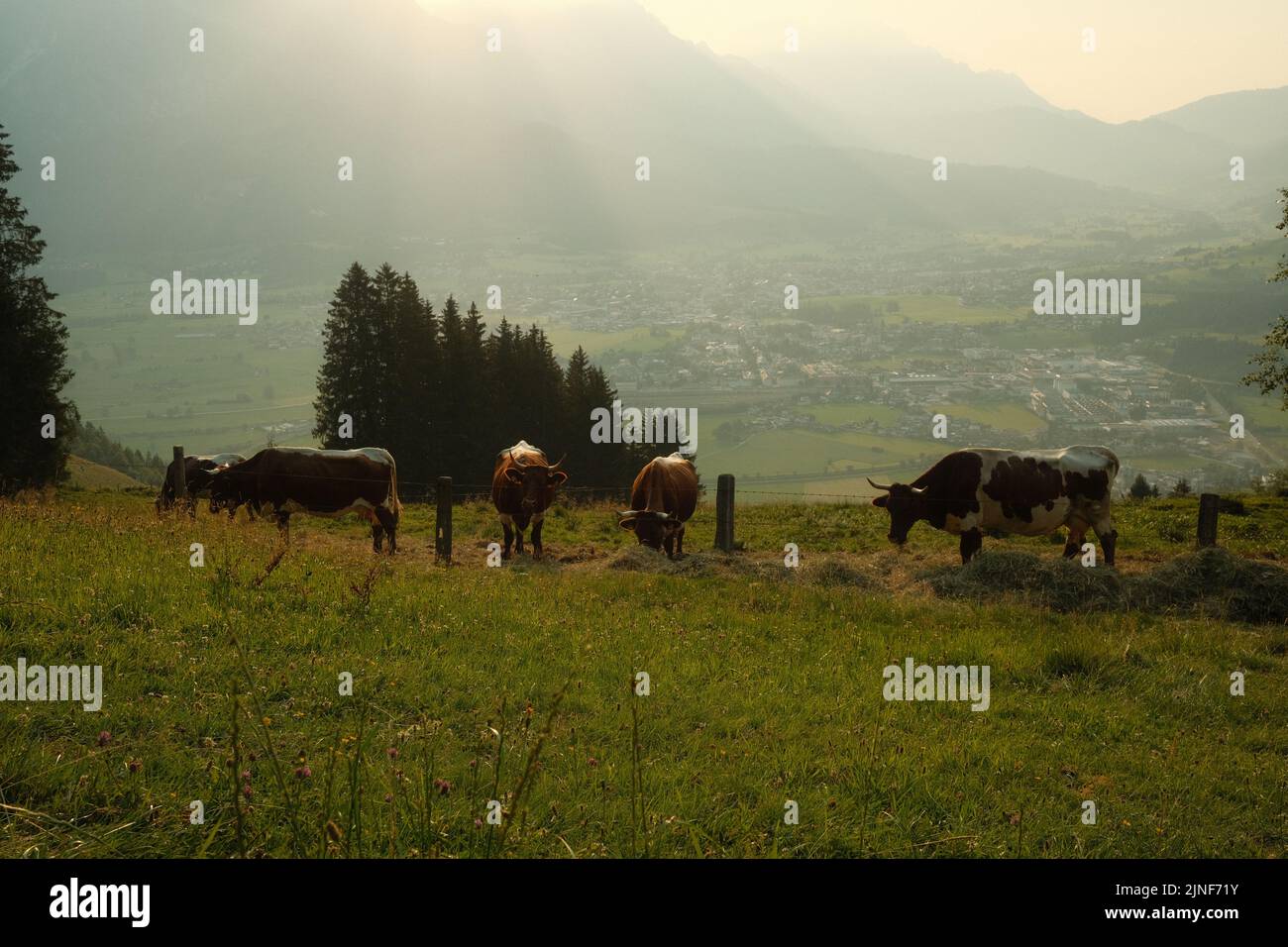 Eine grüne Bergwiese mit weidenden Rindern. Saalfelden, Salzburg, Österreich. Stockfoto