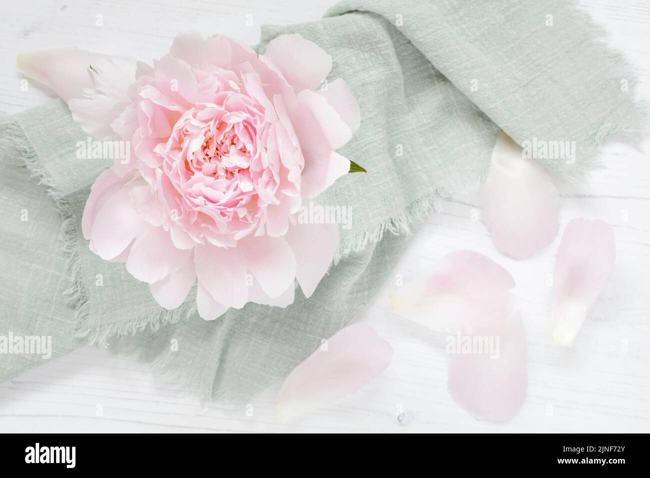 Rosa doppelte Pfingstrose mit Blütenblättern darüber Stockfoto