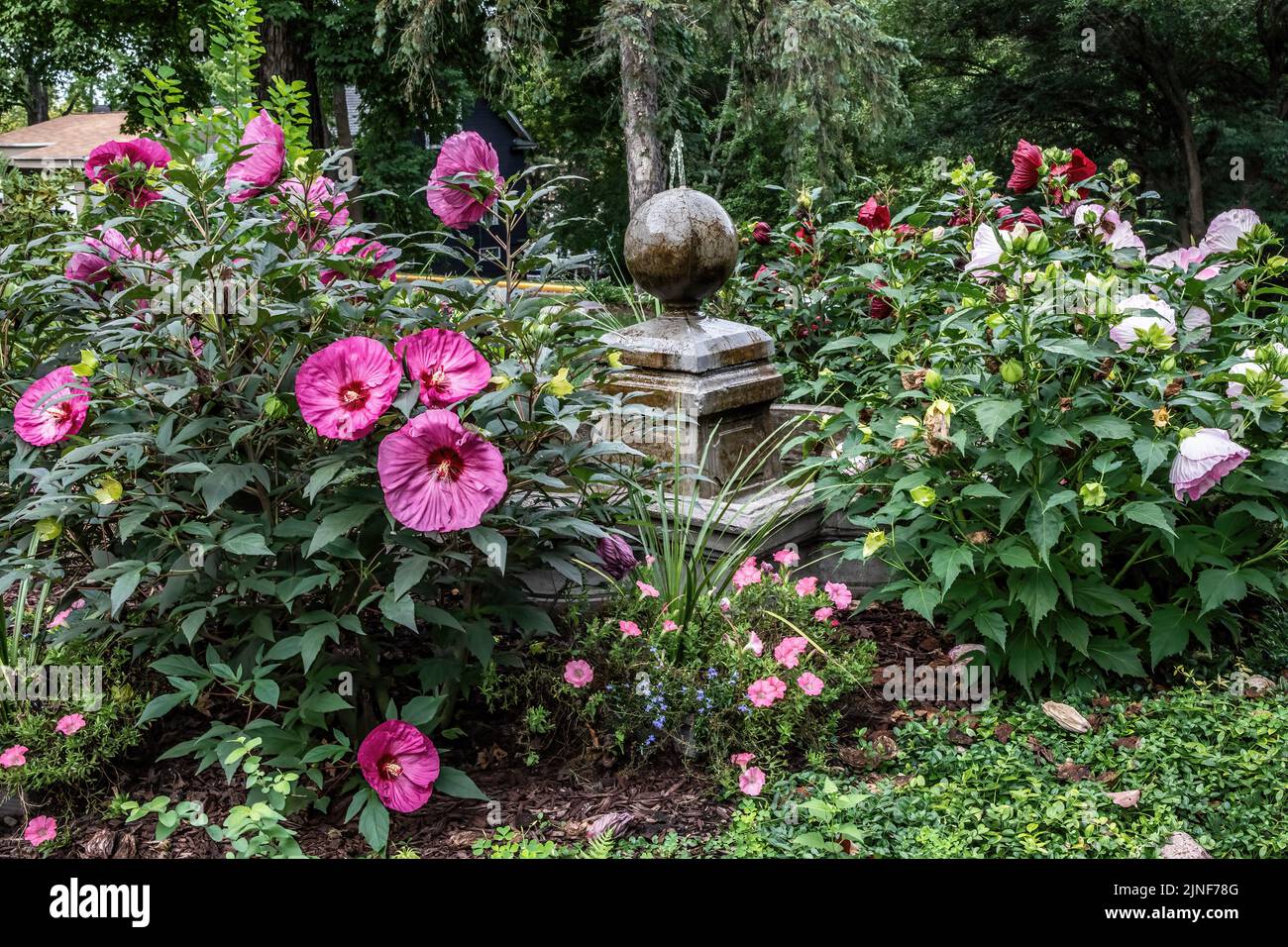 Rosa und weiße Hibiskuspflanzen wachsen auf beiden Seiten eines römisch inspirierten Brunnens in einem Spätsommergarten. Stockfoto
