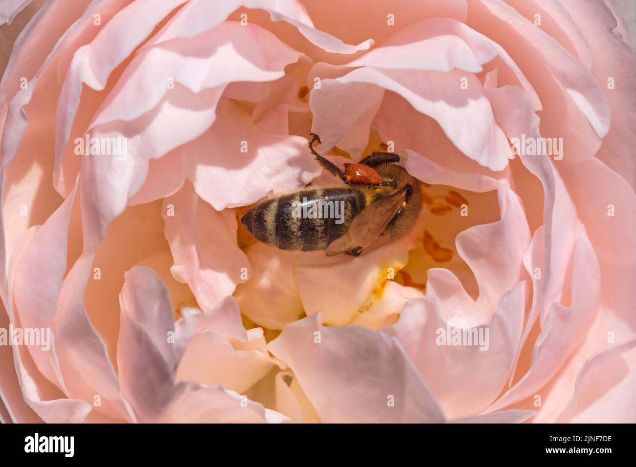 Nahaufnahme von Bienen, die Pollen in rosa Rosen sammeln Stockfoto